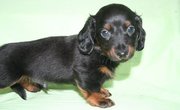 Young Energetic Dachshunds puppies for sale