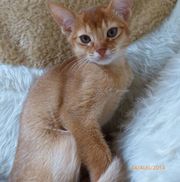 Abyssinian Kittens For Good And Caring Homes.