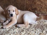 Stunning  Labrador Puppies Kc Reg